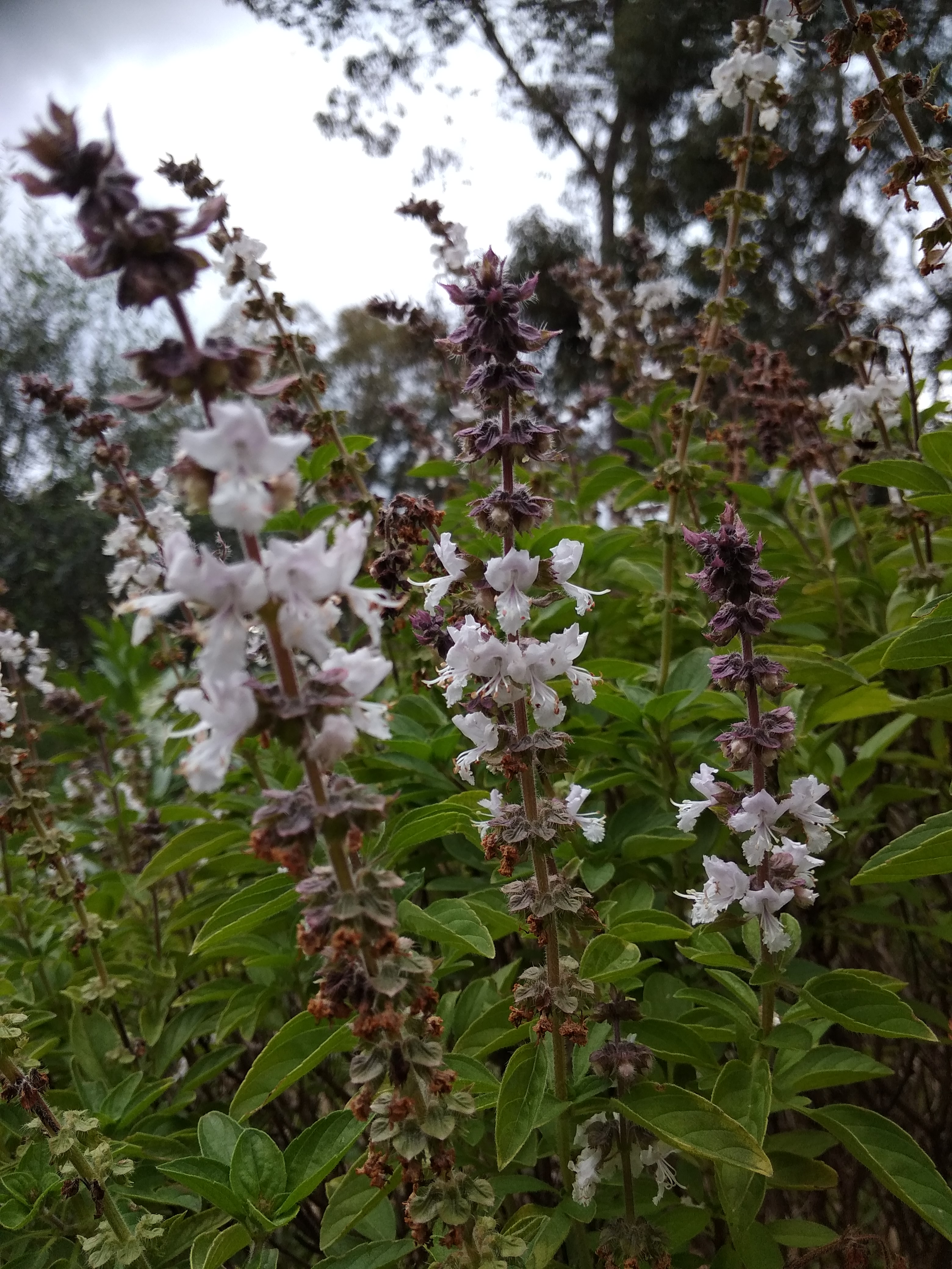 Tulsi: Details, Properties, Effects